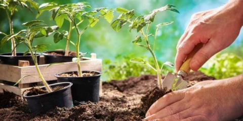 Jak rostou rajčata - 155 fotografií výsadby a rostoucí rajčata s vlastními rukama